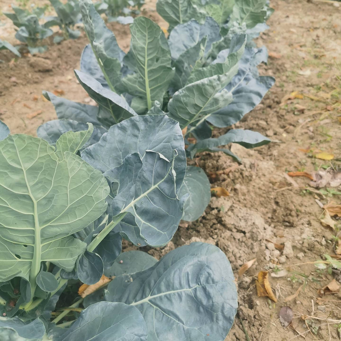 Arrivederci vendemmia, benvenuto autunno!