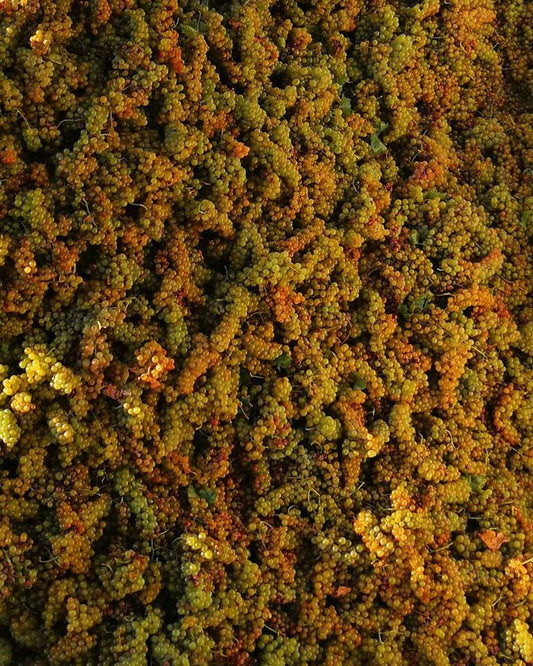 Ci siamo! Sta per iniziare la vendemmia del Moscato 2020!