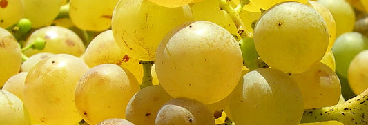 La vendemmia si avvicina